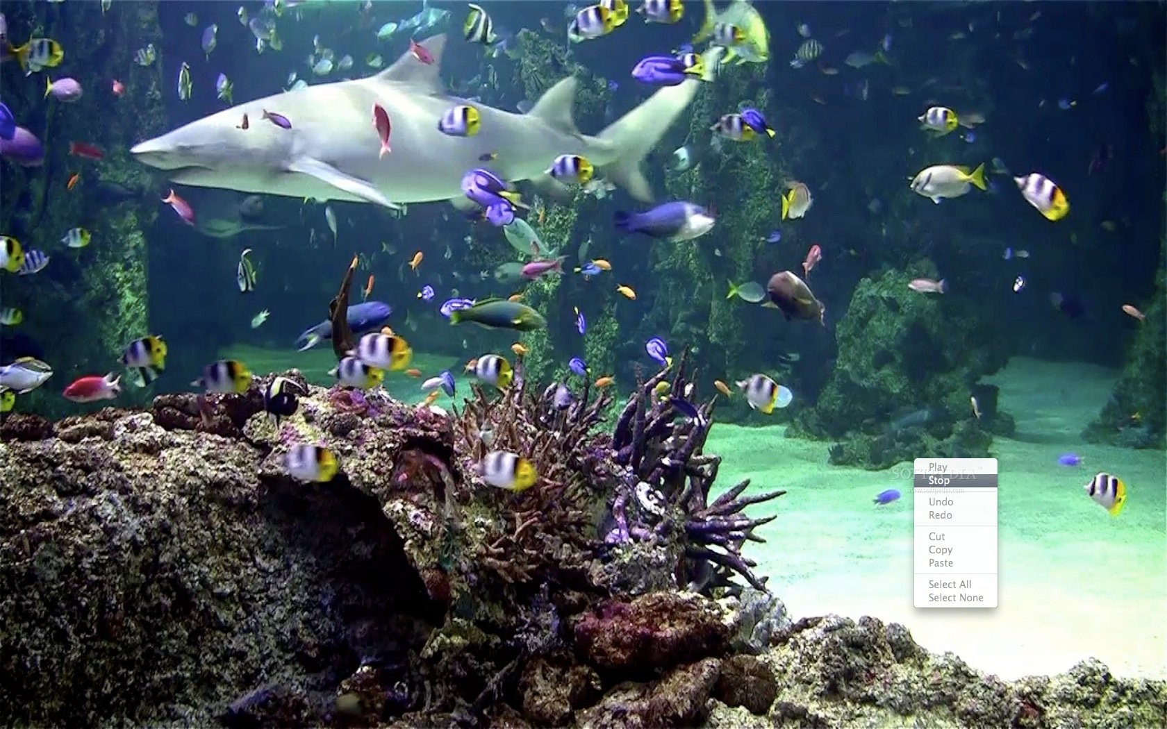 free living marine aquarium 2 screensaver