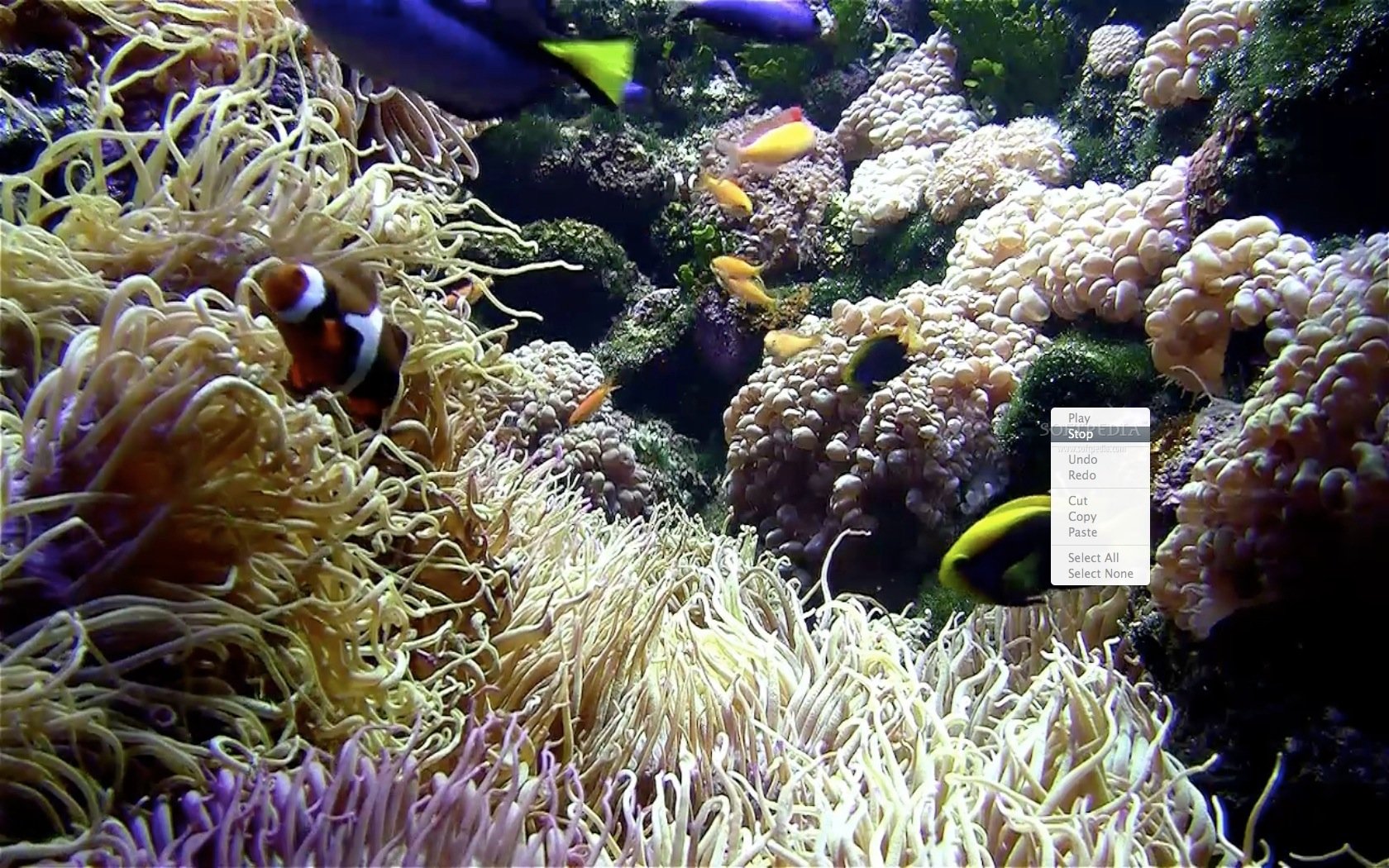 marine aquarium screensaver update for mac