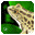 Frog Dissection icon