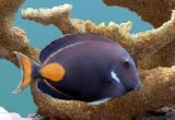 serenescreen marine aquarium 3 serial